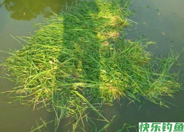 掌握了这些作钓技巧，在钓鳊鱼的时候，渔获一定会非常可观(图3)