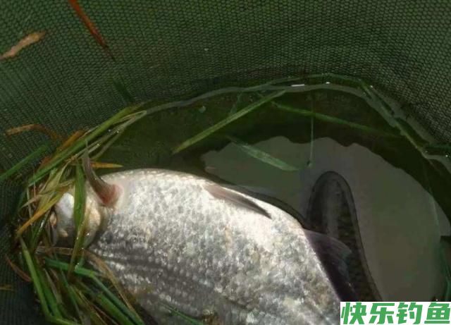 掌握了这些作钓技巧，在钓鳊鱼的时候，渔获一定会非常可观(图1)