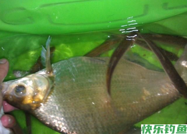 掌握了这些作钓技巧，在钓鳊鱼的时候，渔获一定会非常可观(图5)