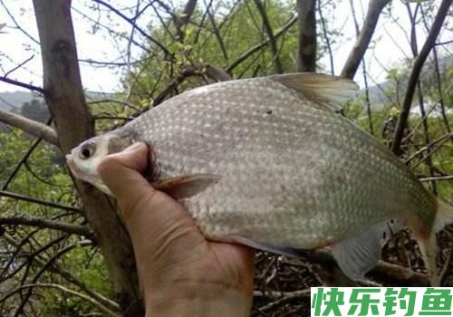 鳊鱼是我见过最好钓的鱼，一钓一箩筐！不要告诉我你还没钓过鳊鱼(图2)