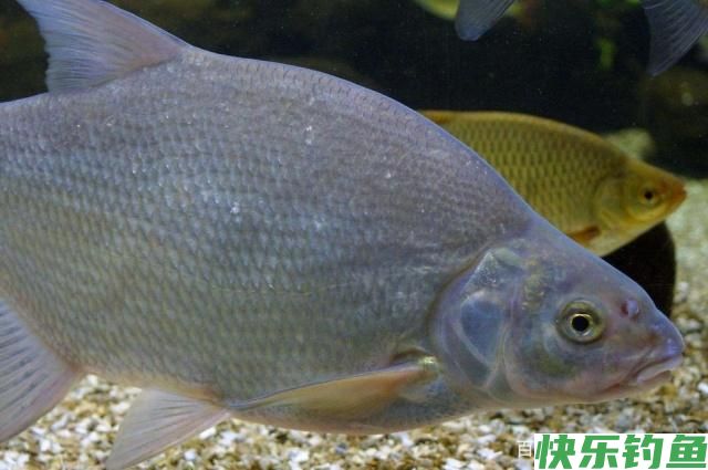 早春钓鳊鱼的小攻略，上鱼不再靠运气！(图1)