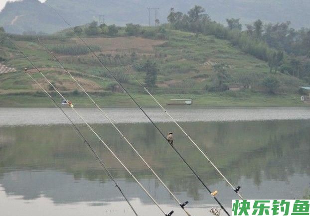 这里的鳊鱼特别好钓，钓上一条就会引来一群(图3)