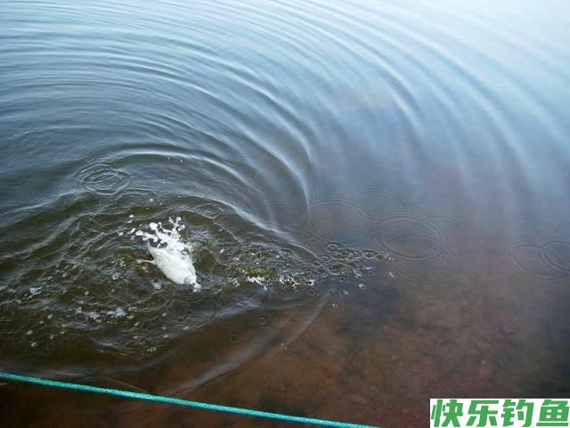 这里的鳊鱼特别好钓，钓上一条就会引来一群(图7)