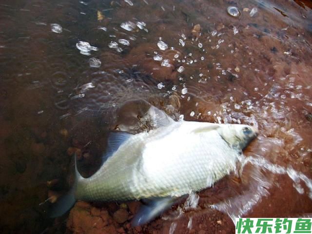 这里的鳊鱼特别好钓，钓上一条就会引来一群(图9)