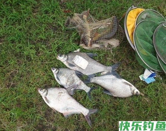 这里的鳊鱼特别好钓，钓上一条就会引来一群(图11)