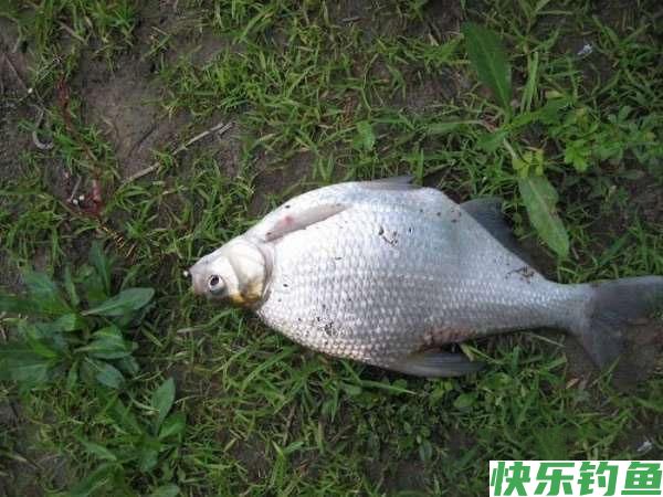 这里的鳊鱼特别好钓，钓上一条就会引来一群(图12)