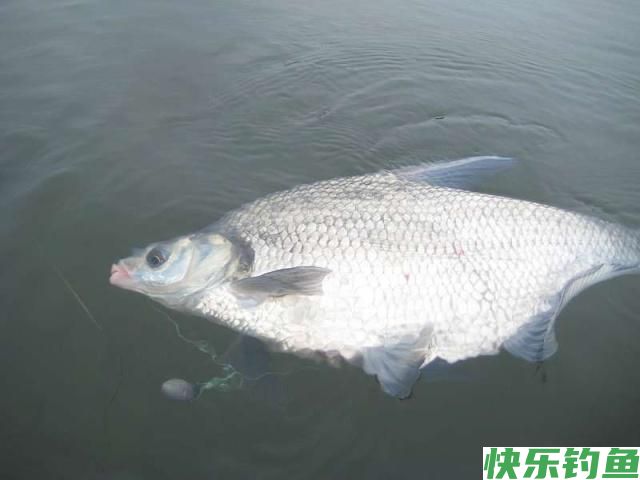 这里的鳊鱼特别好钓，钓上一条就会引来一群(图14)