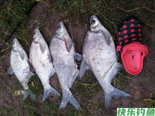 这里的鳊鱼特别好钓，钓上一条就会引来一群(图16)