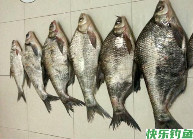 这里的鳊鱼特别好钓，钓上一条就会引来一群(图17)