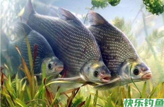 初春季节钓鳊鱼，唯独这几招最厉害，不吹不黑，一天至少钓20条！(图1)