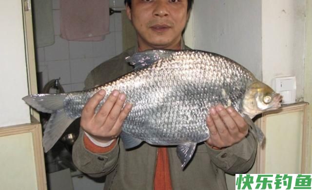 初春季节钓鳊鱼，唯独这几招最厉害，不吹不黑，一天至少钓20条！(图5)