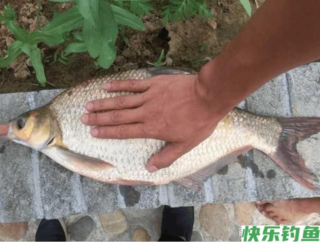 初春季节钓鳊鱼，唯独这几招最厉害，不吹不黑，一天至少钓20条！(图4)