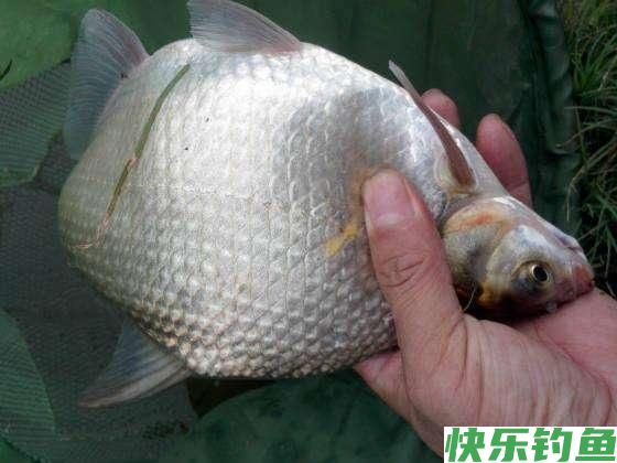 初春季节钓鳊鱼，唯独这几招最厉害，不吹不黑，一天至少钓20条！(图3)