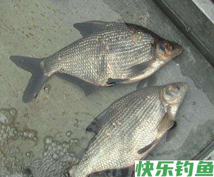 早春钓鳊鱼的时候，饵料和窝料就这么选，上鱼很简单(图4)