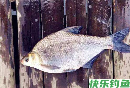 早春钓鳊鱼的时候，饵料和窝料就这么选，上鱼很简单(图3)