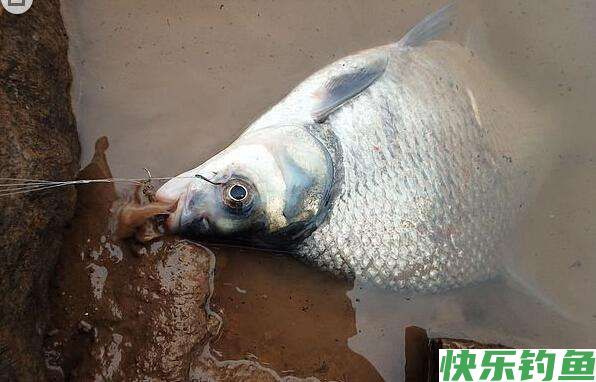早春钓鳊鱼的时候，饵料和窝料就这么选，上鱼很简单(图1)