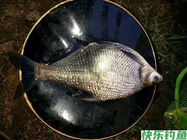 早春钓鳊鱼的时候，饵料和窝料就这么选，上鱼很简单(图5)