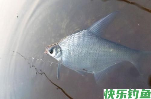 早春钓鳊鱼实用技巧(图3)