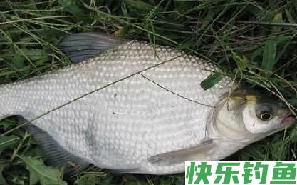 早春钓鳊鱼实用技巧(图2)