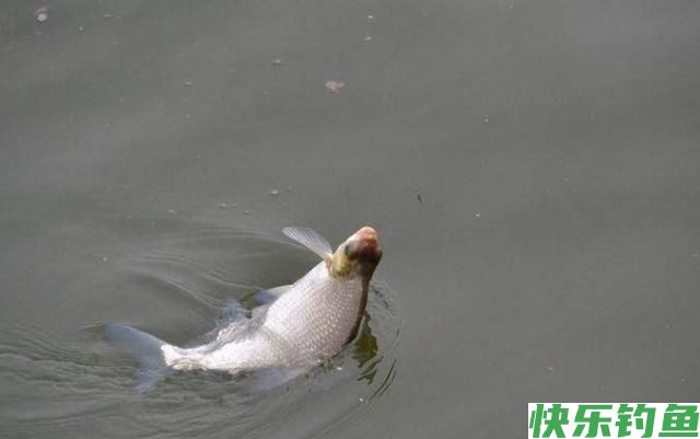 鳊鱼很难垂钓吗？只需做好这三点，大鳊鱼狂拉不停(图3)