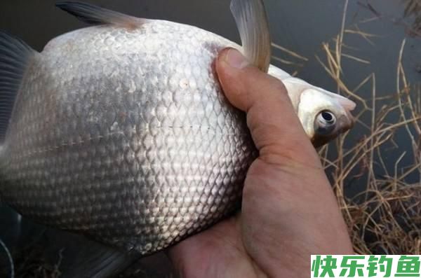 鳊鱼很难垂钓吗？只需做好这三点，大鳊鱼狂拉不停(图2)