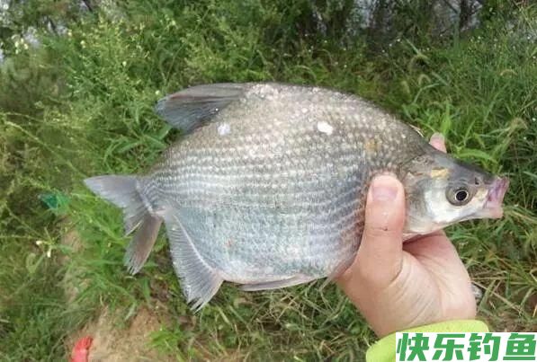 野钓鳊鱼绝招：学会这套方法，只要鱼肯进窝别怕不咬钩！(图6)