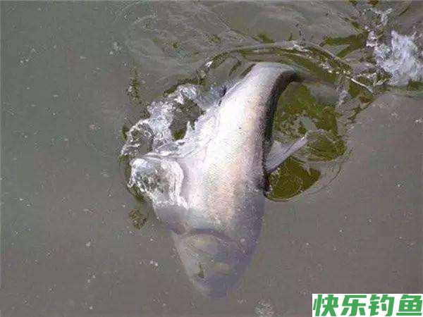 鳊鱼很难垂钓吗？只需做好这三点，大鳊鱼狂拉不停(图1)