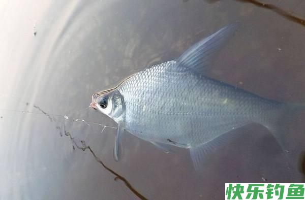 鳊鱼很难垂钓吗？只需做好这三点，大鳊鱼狂拉不停(图4)