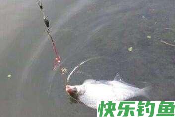 冬季不钓鲫鱼钓鳊鱼，了解鳊鱼的习性，钓到手发软，上鱼不停(图4)