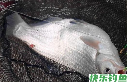 冬季不钓鲫鱼钓鳊鱼，了解鳊鱼的习性，钓到手发软，上鱼不停(图3)