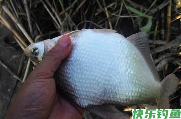 外出垂钓鳊鱼，不要忽略这几招，可以让你的鱼获倍增(图3)