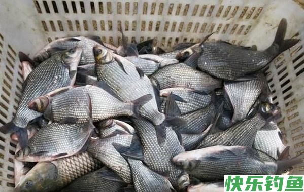 外出垂钓鳊鱼，不要忽略这几招，可以让你的鱼获倍增(图5)