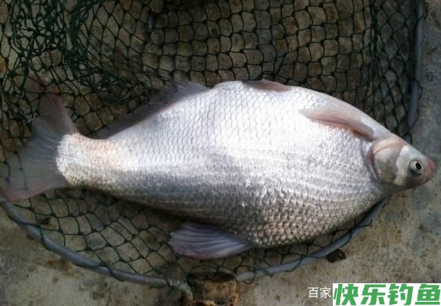 想要钓到鳊鱼，只要掌握垂钓技巧，可以轻松钓获(图1)