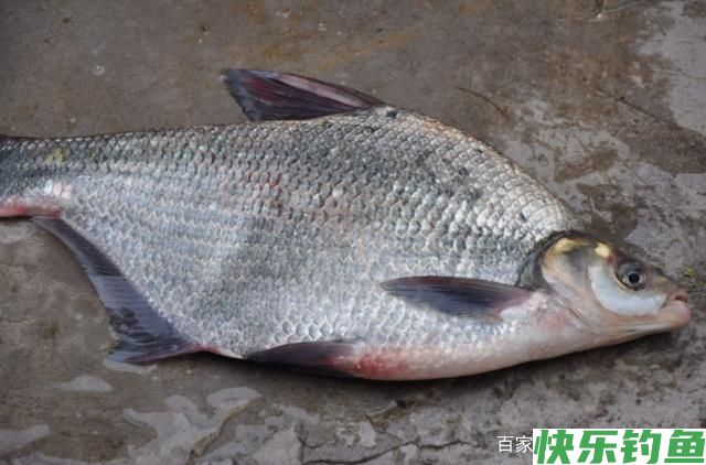 想要钓到鳊鱼，只要掌握垂钓技巧，可以轻松钓获(图3)