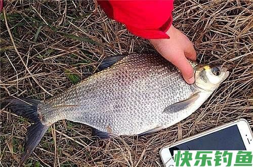野钓鳊鱼，学会这4点“实战经验”，新手也能拉到手酸！(图1)