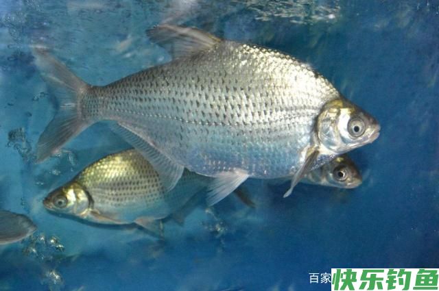 想要钓到鳊鱼，只要掌握垂钓技巧，可以轻松钓获(图5)