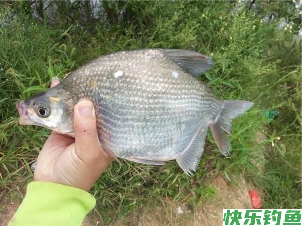 钓鳊鱼并不难，这几个细节问题要注意，轻松钓获大鳊鱼！(图3)