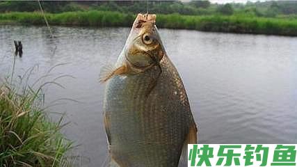 野钓鳊鱼，学会这4点“实战经验”，新手也能拉到手酸！(图5)