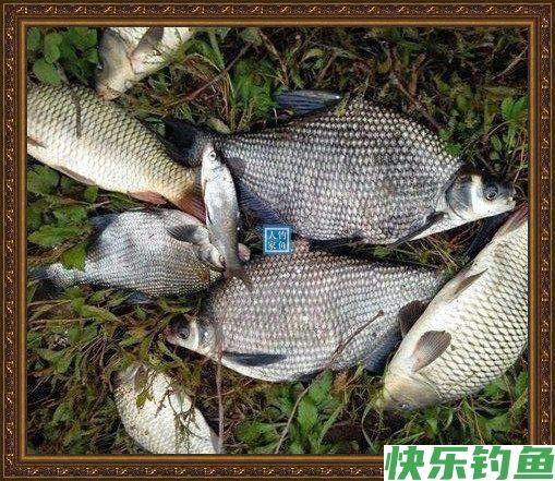 长江野钓武昌鱼，鱼味“孔雀开屏”做法，鲜美武昌鱼让人直流口水(图4)