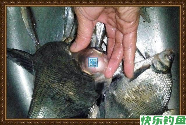 长江野钓武昌鱼，鱼味“孔雀开屏”做法，鲜美武昌鱼让人直流口水(图5)