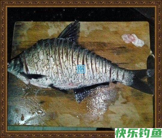 长江野钓武昌鱼，鱼味“孔雀开屏”做法，鲜美武昌鱼让人直流口水(图6)