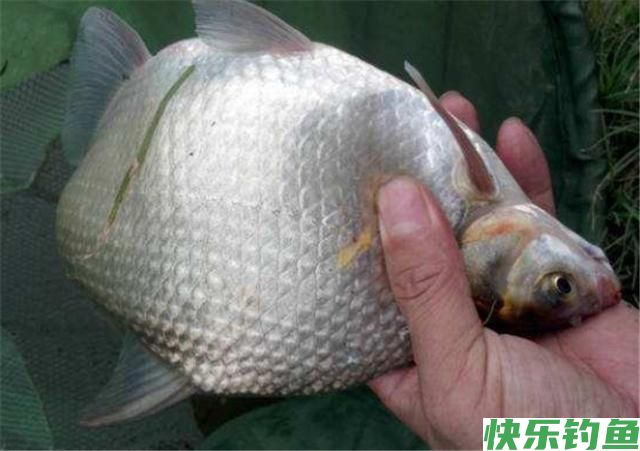 秋天用这几招钓鳊鱼，一钓就会收获很多，相信你也可以做到的(图1)