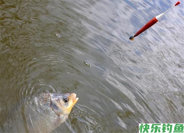 秋天用这几招钓鳊鱼，一钓就会收获很多，相信你也可以做到的(图4)