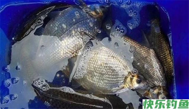 秋天用这几招钓鳊鱼，一钓就会收获很多，相信你也可以做到的(图6)
