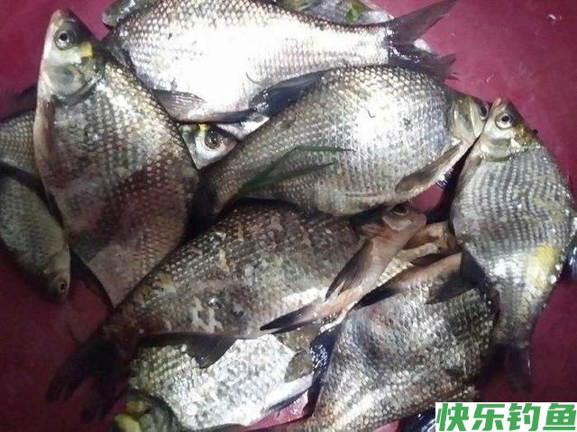 「钓鱼妙法」怎么钓鳊鱼(图3)