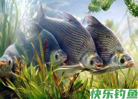 「钓鱼妙法」怎么钓鳊鱼(图1)