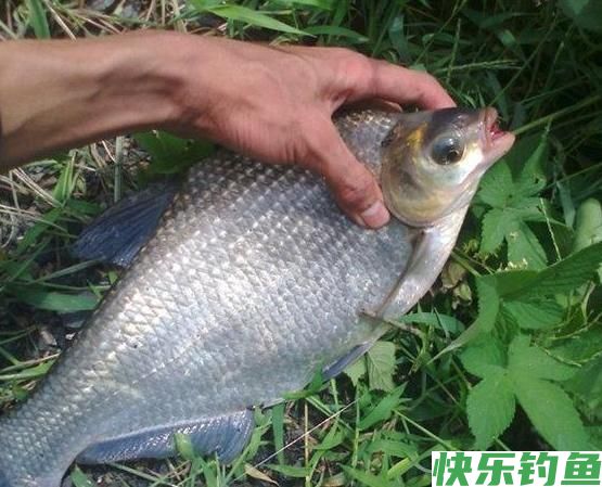 「钓鱼妙法」怎么钓鳊鱼(图4)