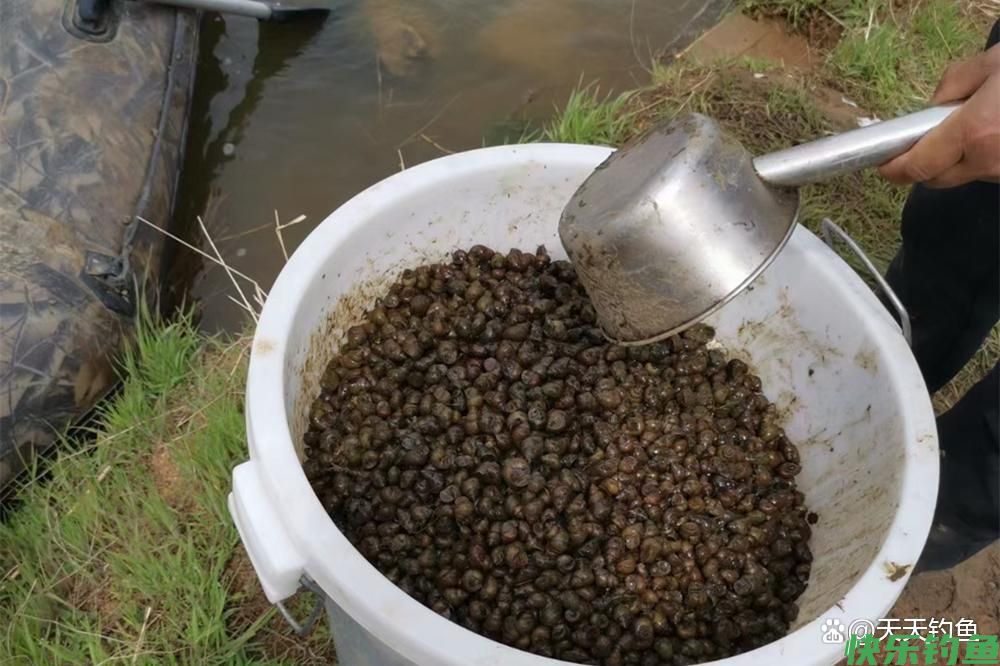深秋野钓青鱼，用好5个招数，大青鱼还能钓几波(图5)