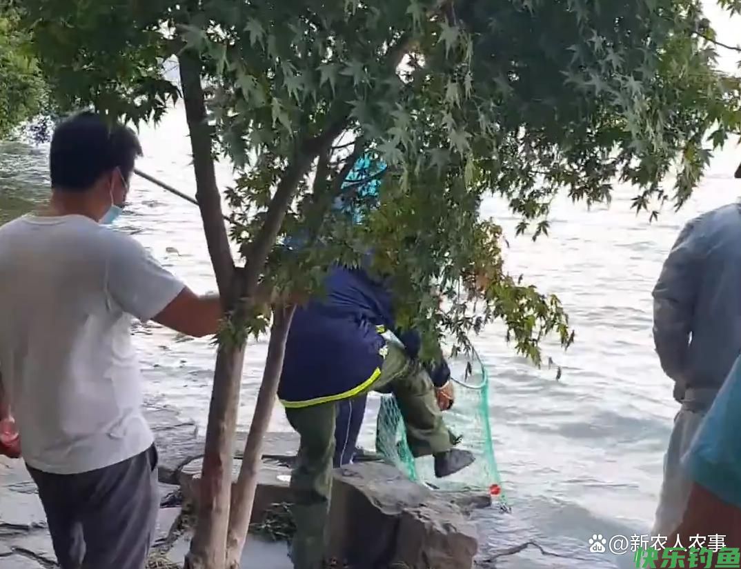 大爷在西湖苏堤钓获大青鱼，三人抬着匆匆离去，网友猜测没钓鱼证(图5)