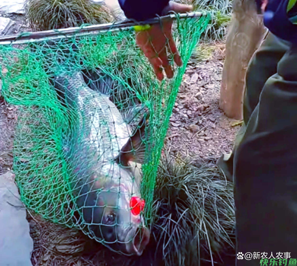 大爷在西湖苏堤钓获大青鱼，三人抬着匆匆离去，网友猜测没钓鱼证(图6)